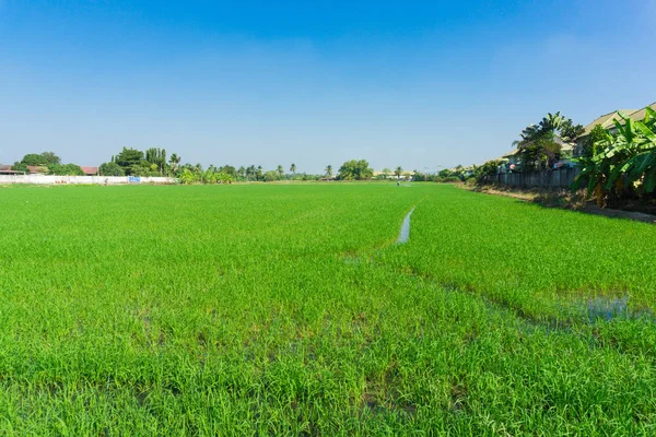 Campo de arroz cielo azul en plantación rural —  Fotos de Stock
