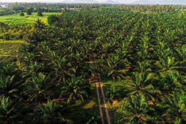 Hindistan cevizi hurma ağacı planttion desen havadan görünümü