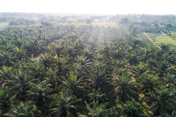 Luftaufnahme von landwirtschaftlichen Ölpalmen Plantage Feld in mo — Stockfoto
