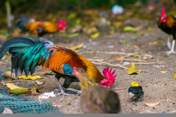 Traditional rooster with hen in forest — Stock Photo, Image