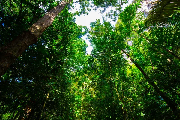 Selva tropical vista ascendente con haz de luz solar en el sur —  Fotos de Stock