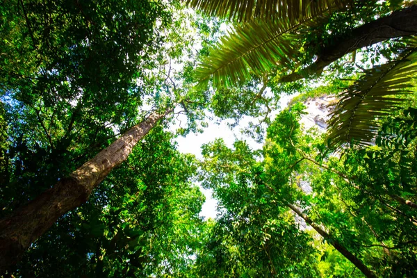 Selva tropical vista ascendente con haz de luz solar en el sur —  Fotos de Stock