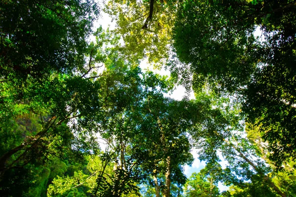 Vista vertical da floresta tropical com feixe de luz solar no sul — Fotografia de Stock
