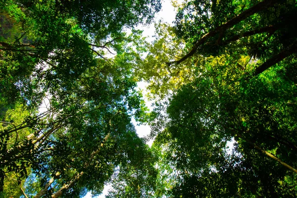 Vista vertical da floresta tropical com feixe de luz solar no sul — Fotografia de Stock