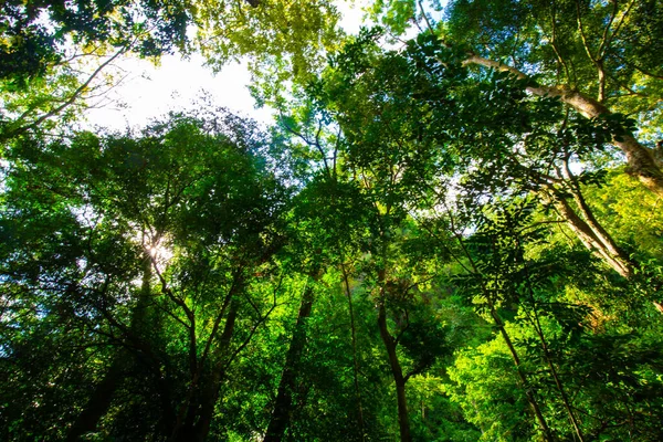 南の太陽光ビームと熱帯雨林の日の出ビュー — ストック写真