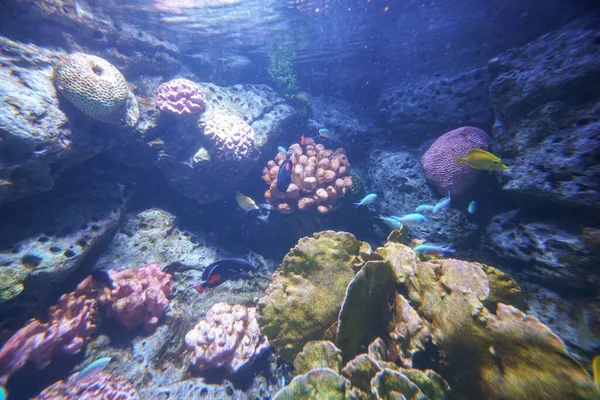Vida marina submarina arrecife de coral y peces —  Fotos de Stock