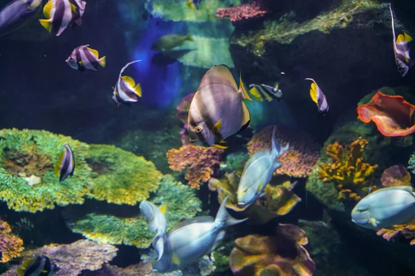 Barriera corallina sottomarina e pesci — Foto Stock