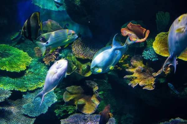 Underwater marine sea life coral reef and fish — 스톡 사진