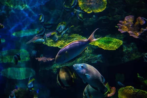 海中海洋生物サンゴ礁と魚 — ストック写真