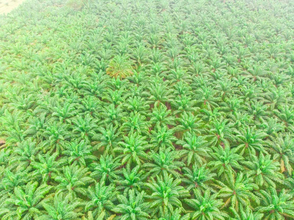 Plantación de palma aceitera bosque tropical industria agrícola — Foto de Stock