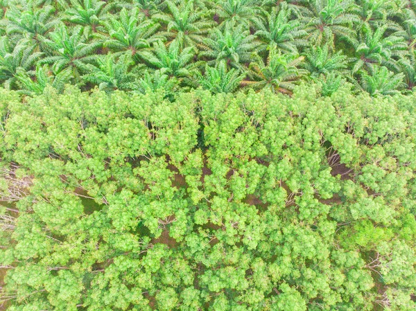 Olejnaté palmy plantáže strom tropické lesy zemědělský průmysl — Stock fotografie