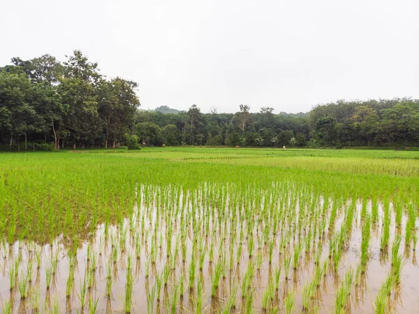 Campo de plantación de arroz verde arrozal en aguas pantanosas —  Fotos de Stock