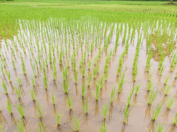 Paddy green rice plantation field in swamp water — Stock Photo, Image