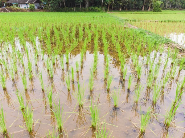 Paddy green rice plantation field in swamp water — 스톡 사진