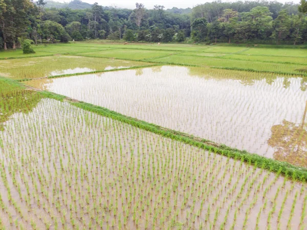 Reisfelder mit grünen Reisplantagen im Sumpfwasser — Stockfoto