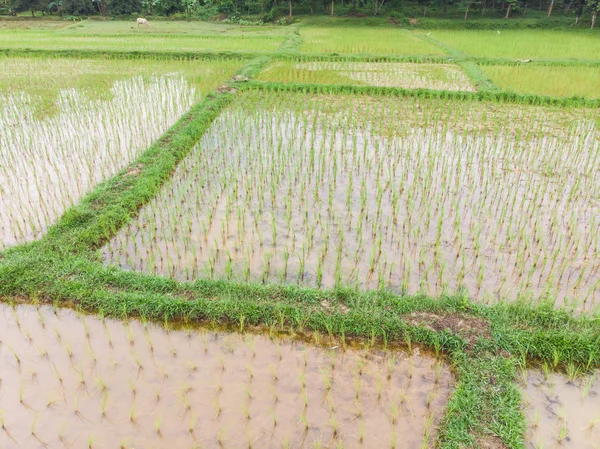 Campo de plantação de arroz verde paddy na água do pântano — Fotografia de Stock