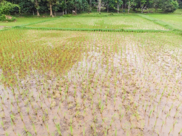 Reisfelder mit grünen Reisplantagen im Sumpfwasser — Stockfoto