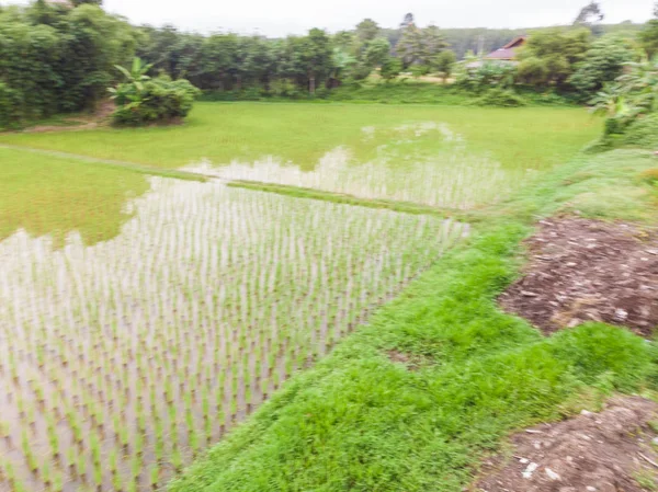 Paddy green rice plantation field in swamp water — 스톡 사진