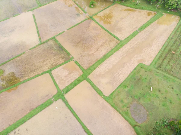 Campo de plantación de arroz verde arrozal en aguas pantanosas —  Fotos de Stock