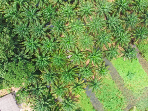 Campo de plantación de aceite de palma vista aérea escena — Foto de Stock