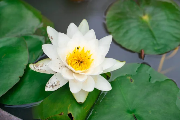 Colorful lotus flower with leaf in water park pond — Stock Photo, Image