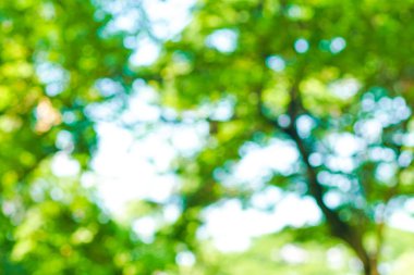 Bulanık yeşil ağaç yaprağı yaprağı arkaplanı