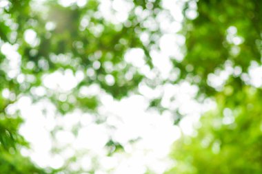 Soyut yeşil park Bokeh ile bulanık arkaplan