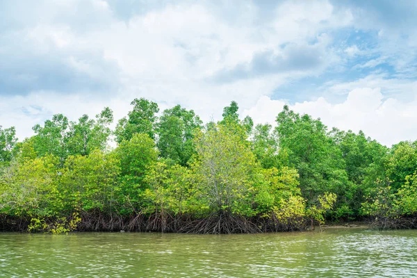 Árbol de manglar en la selva tropical día soleado cielo azul — Foto de Stock