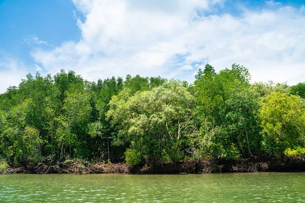 Mangrove strom v tropickém deštném pralese slunečný den modrá obloha — Stock fotografie