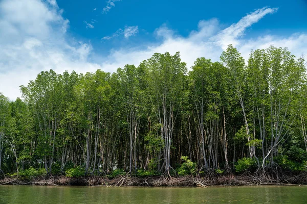 Mangrove strom v tropickém deštném pralese slunečný den modrá obloha — Stock fotografie