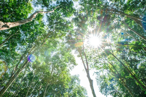 太陽の光とパラゴム緑の木の葉 — ストック写真