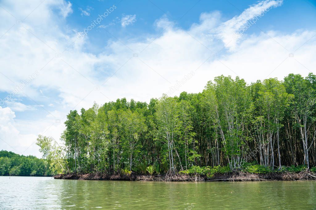 Mangrove tree in tropical rain forest sunny day blue sky