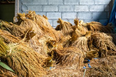 Paddy pilavı geleneksel ahırda tutulur.
