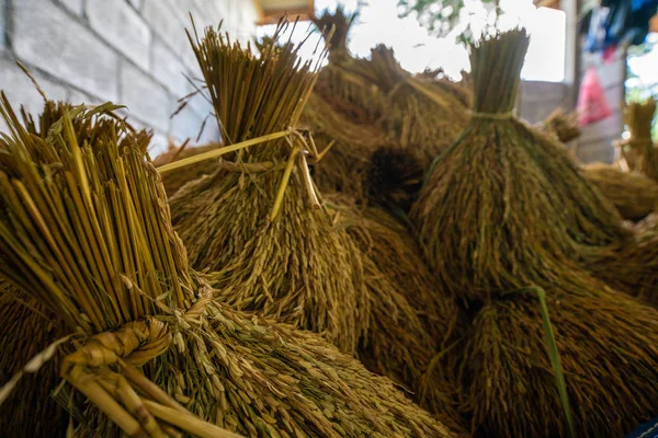 Paddy rýže držet v tradiční stodole — Stock fotografie