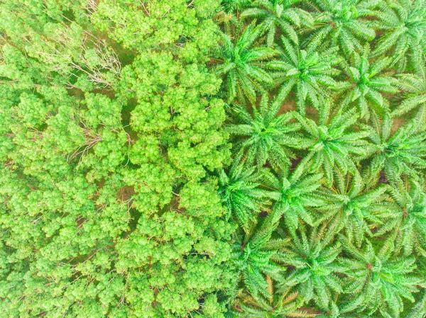 Oil Palm Plantation Tree Tropical Forest Agricultural Industry Aerial View — Stock Photo, Image