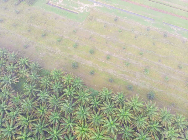 Campo Plantación Aceite Palma Vista Aérea Con Niebla Matutina Naturaleza — Foto de Stock