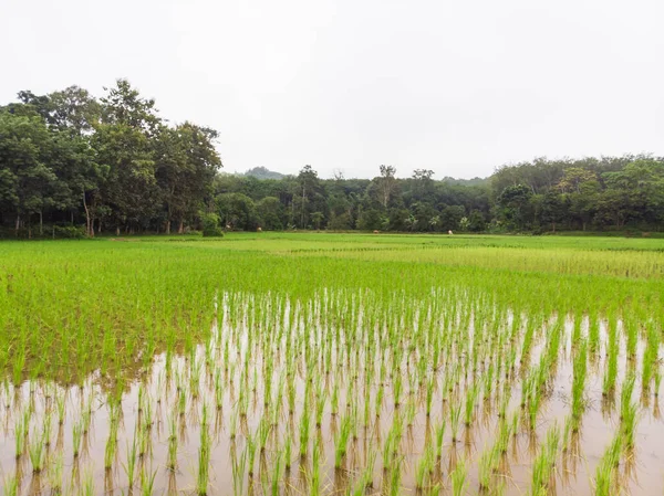 沼泽水鸟景观下的稻田绿稻田 — 图库照片