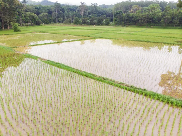Bataklık Suları Hava Manzaralı Çeltik Yeşili Pirinç Tarlası — Stok fotoğraf
