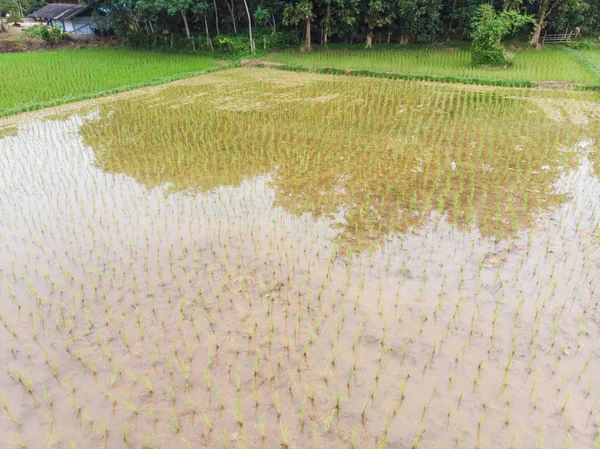 Paddy Green Rice Plantation Field Swamp Water Aerial View — Stock Photo, Image