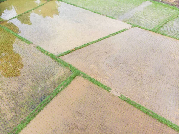 Paddy Green Reisplantage Feld Sumpf Wasser Luftaufnahme — Stockfoto