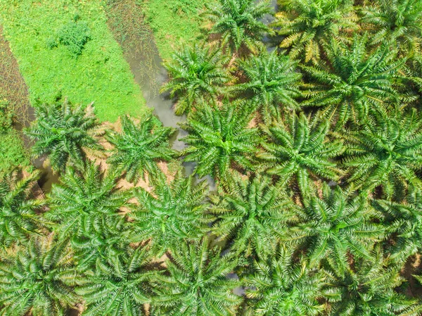 Palmoljeplantage Fält Flygfoto Scen Natur Industri — Stockfoto