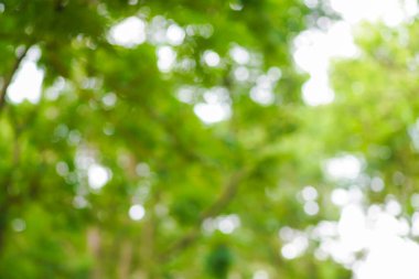 Soyut yeşil park Bokeh doğa manzaralı bulanık arkaplan