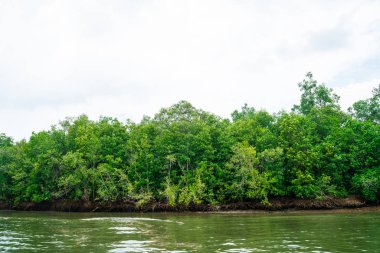 Tropikal yağmur ormanlarındaki mangrov ağacı güneşli gün mavi gökyüzü çevresel kavramı