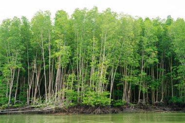 Tropikal yağmur ormanlarındaki mangrov ağacı güneşli gün mavi gökyüzü çevresel kavramı