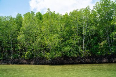 Tropikal yağmur ormanlarındaki mangrov ağacı güneşli gün mavi gökyüzü çevresel kavramı