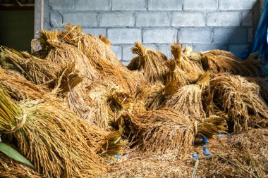 Paddy Rice geleneksel ahır tarım kavramını muhafaza eder