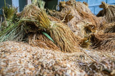 Paddy pirinç hasadı sonrası pirinç evi, tarım endüstrisi