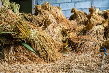 Paddy pirinç hasadı sonrası pirinç evi, tarım endüstrisi