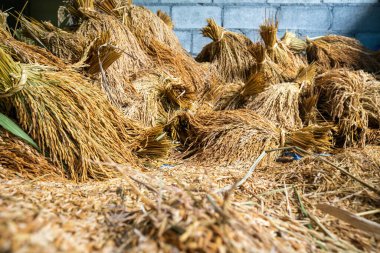 Paddy Rice geleneksel ahır tarım kavramını muhafaza eder