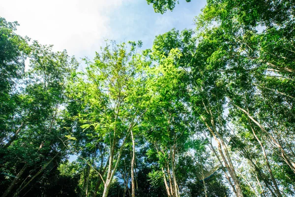 Пара Каучук Зеленый Лист Дерева Солнцем Легкой Сельскохозяйственной Промышленности — стоковое фото